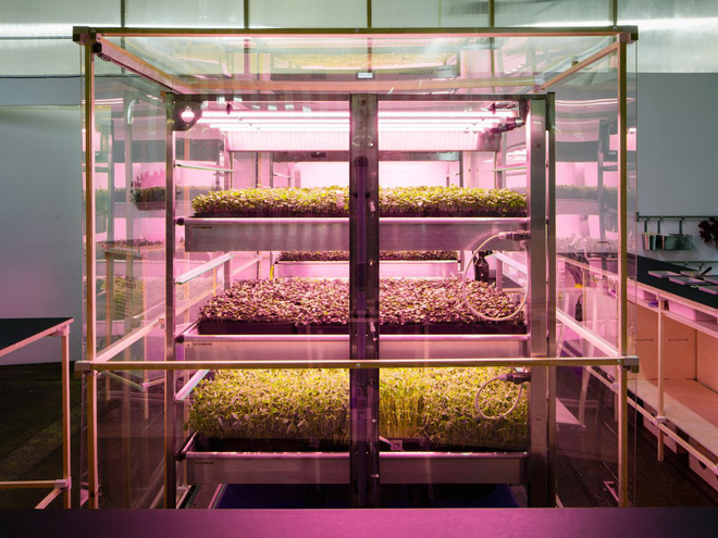 Mô hình thủy canh trong nhà của Ikea giúp cây xanh phát triển nhanh gấp 3 lần trồng ngoài vườn